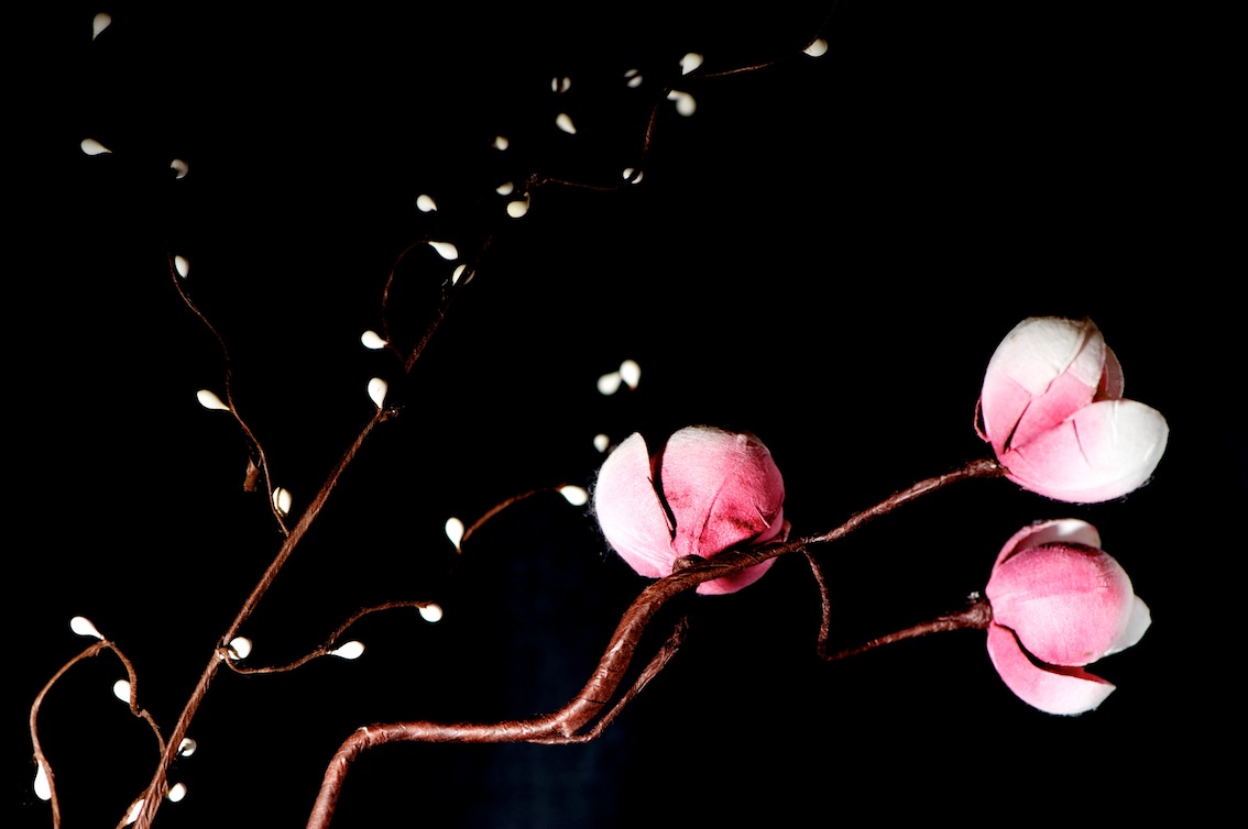 PMY_1211.jpg : 정물 출사 숙제 PMY_1211.jpg : 정물 출사 숙제