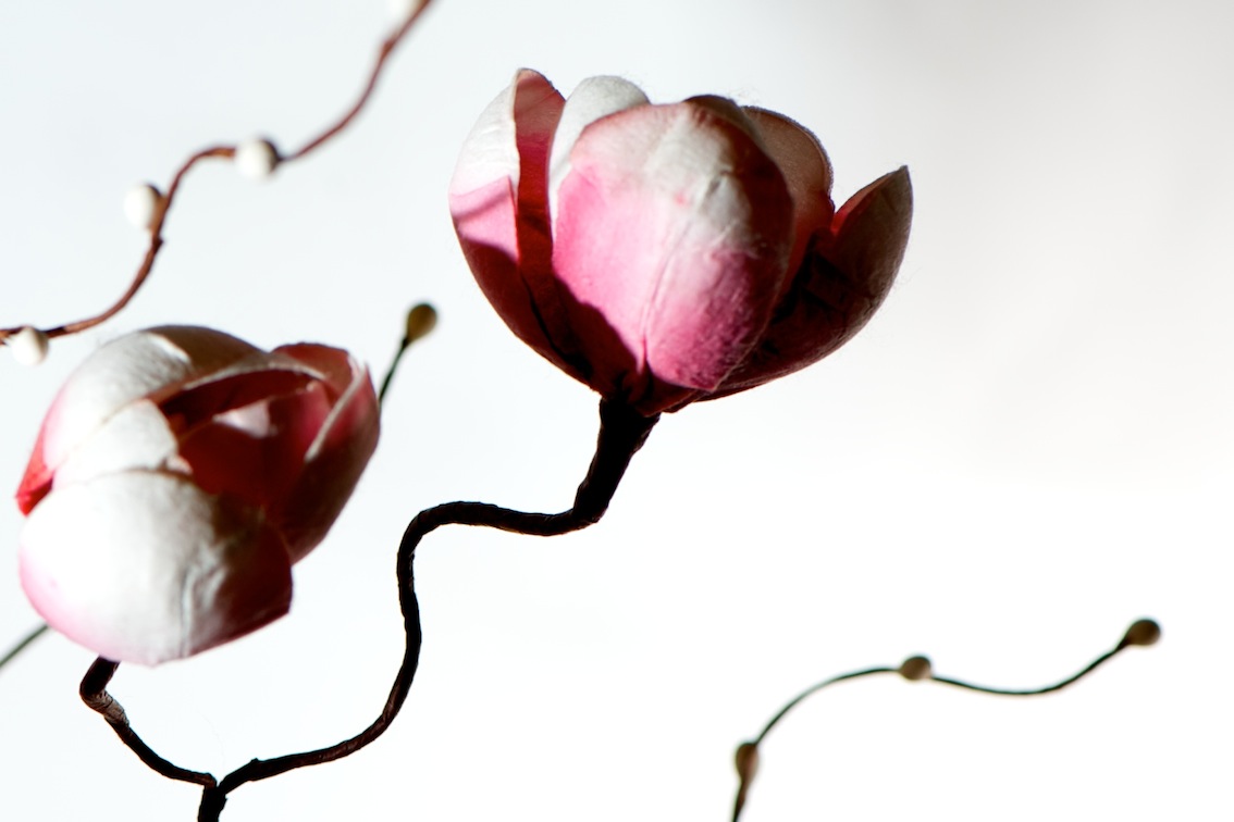 PMY_1197.jpg : 정물 출사 숙제 PMY_1197.jpg : 정물 출사 숙제