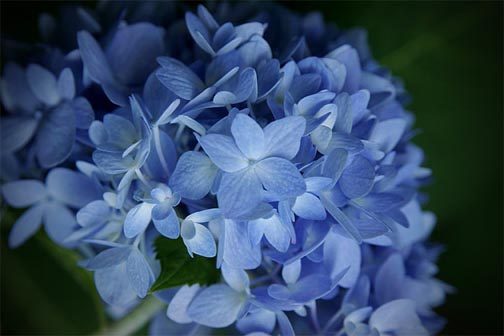 _MG_1368.jpg : Blue Hydrangea