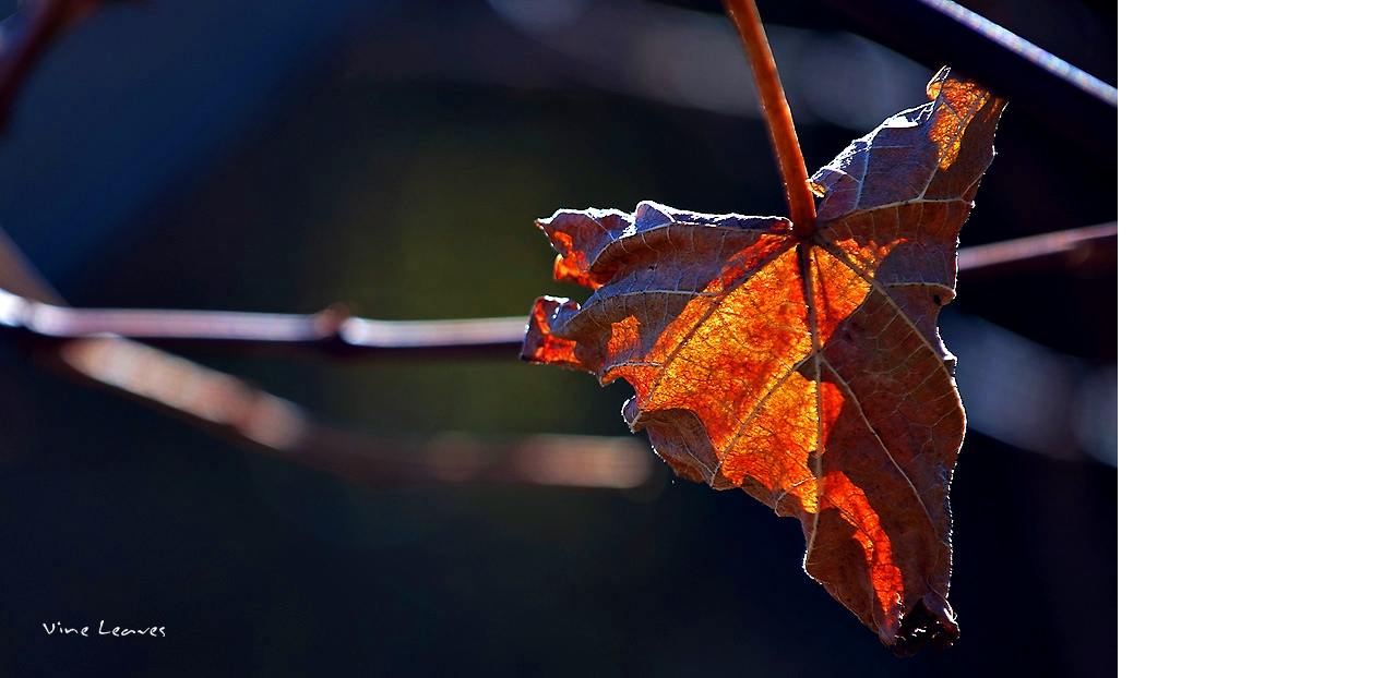 11072010_0062 copy.JPG