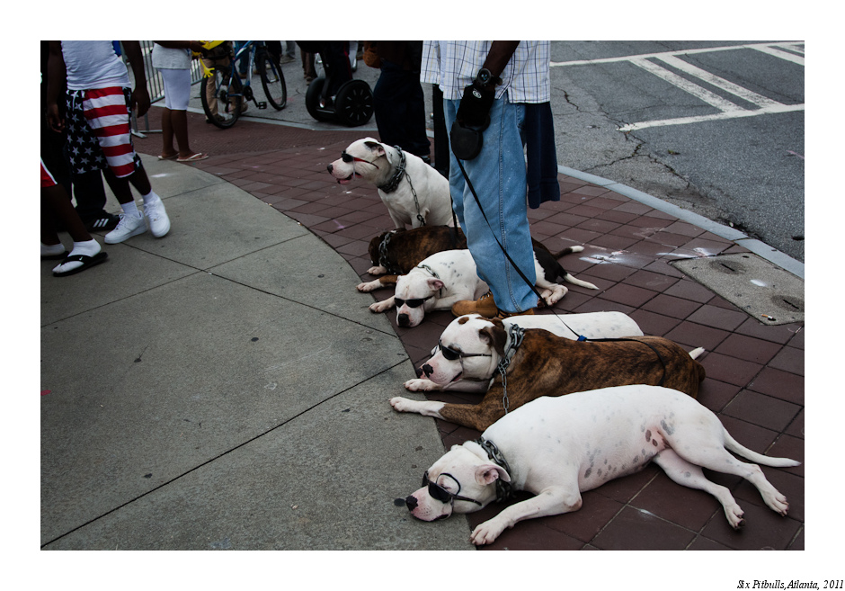 SixPitBulls-2.jpg