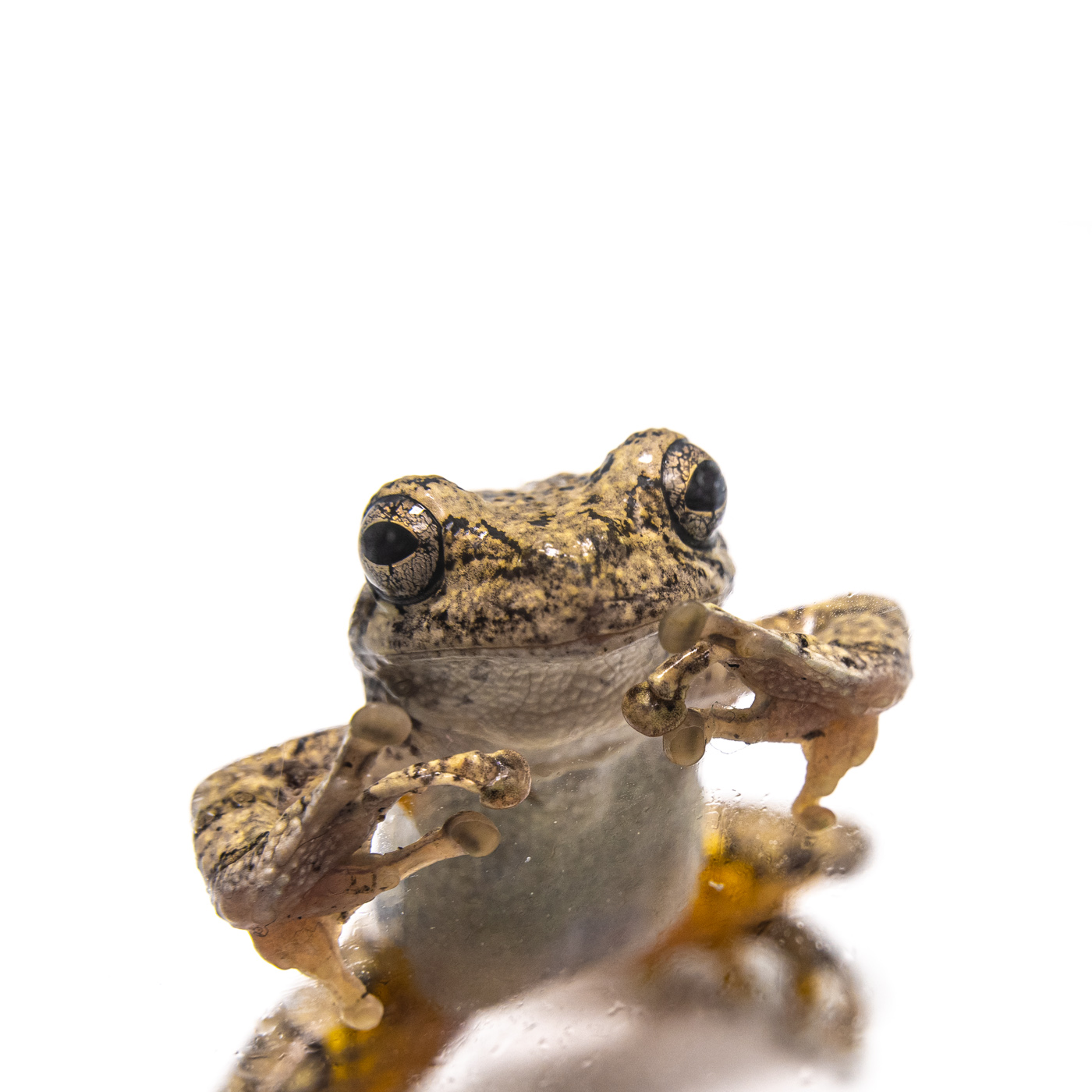 210530_GrayTreefrog_13976.jpg