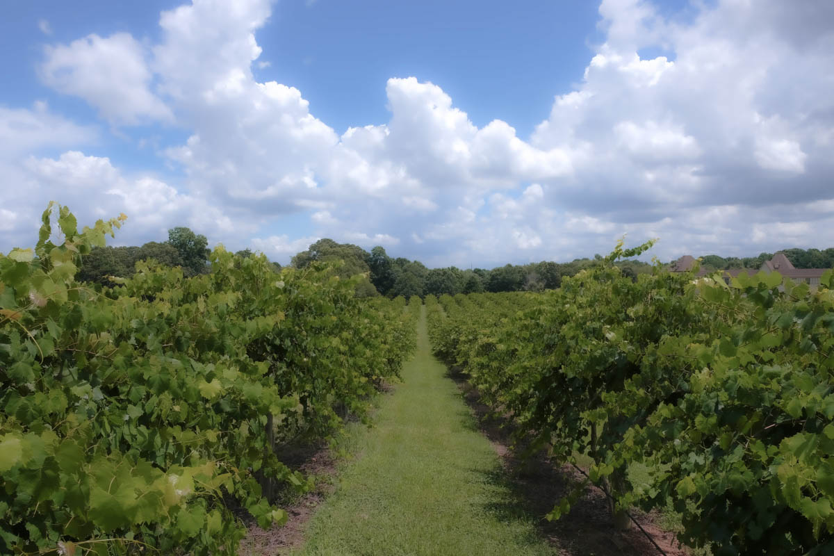 monocrom - chateau elan 2.JPG