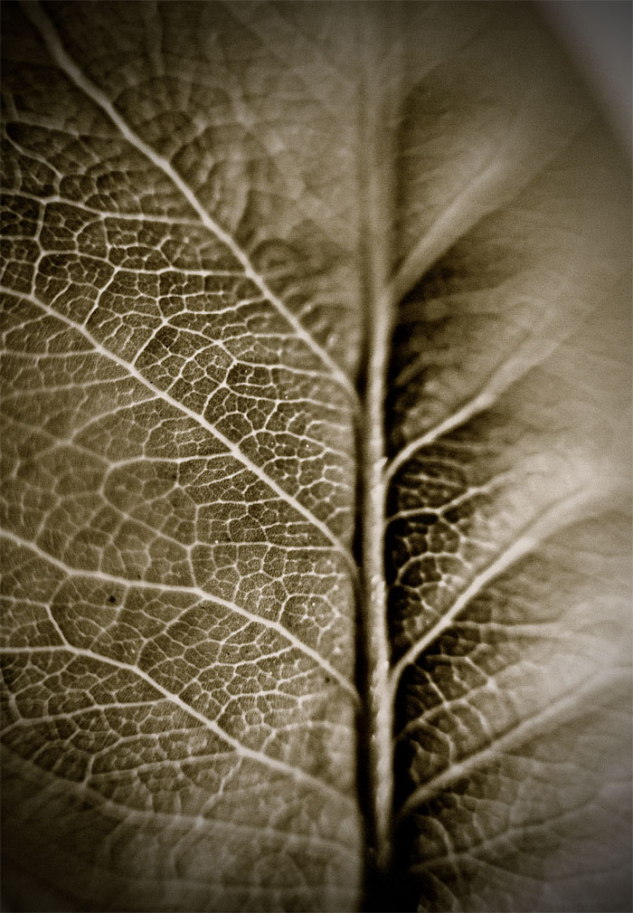 _MG_3763.jpg : 나뭇잎속의 나무