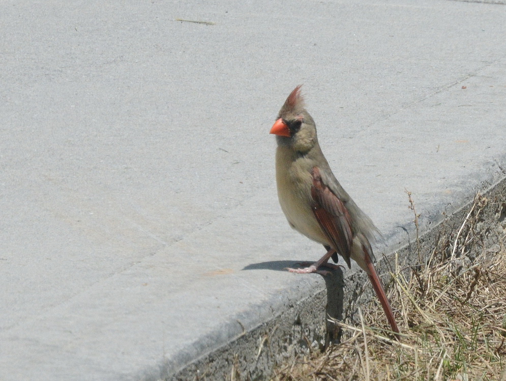 DSC_0950cr.jpg : 사람들은 왜 콘크리트 위를 걸어다니지?