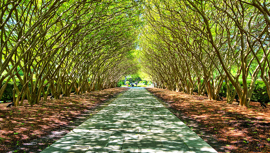 DSC_7561 Easy PS Crop raw 1100px.jpg