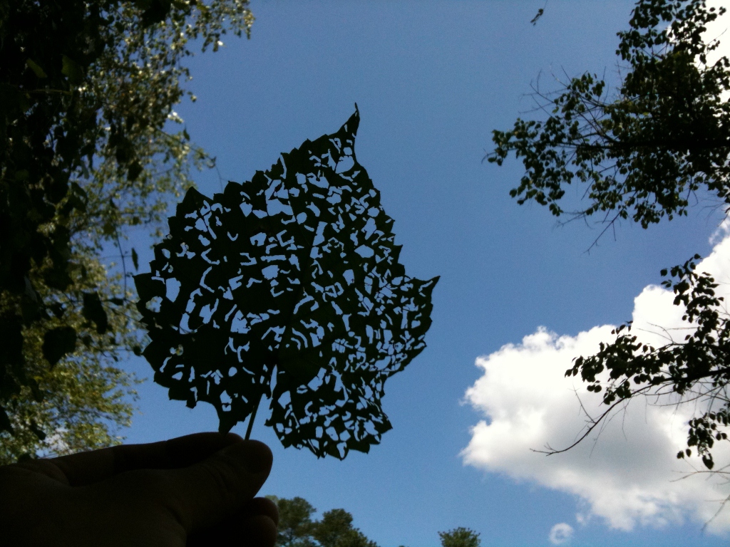 IMG_0023 (1024x768).jpg