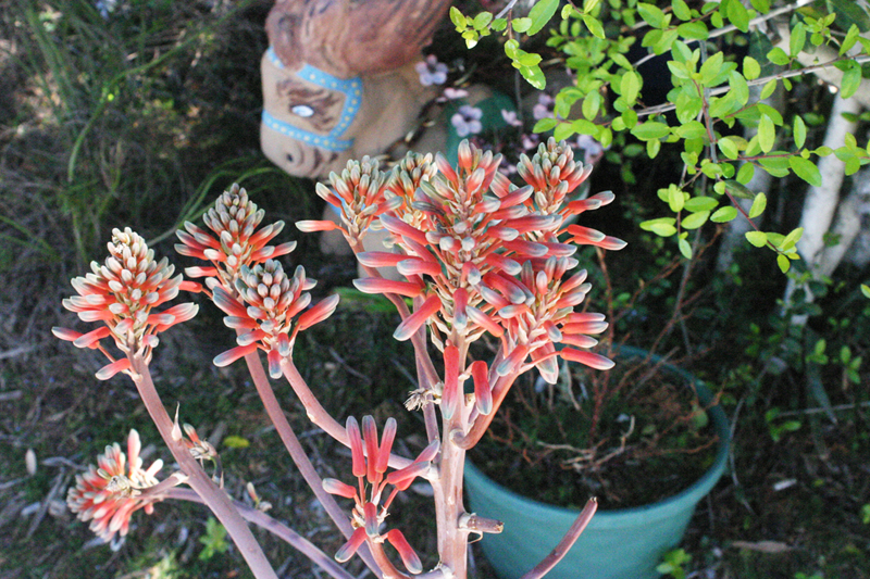 IMG_0792-1.jpg : 행복한 정원