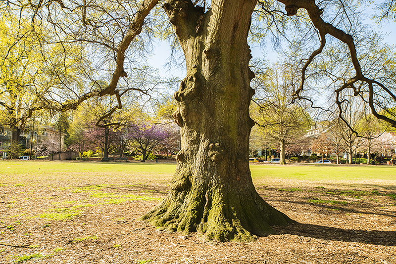 3-31-15 piedmont p._3172.JPG