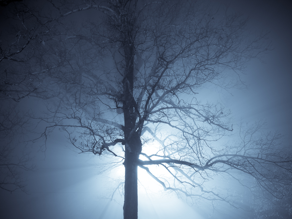 night view tree.jpg