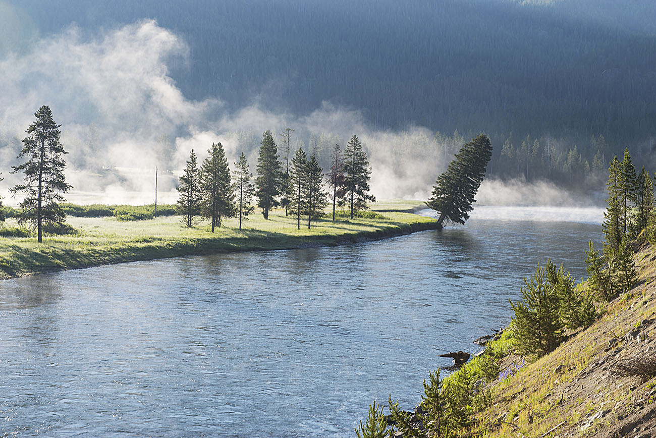 Yellowstone 의 사목(斜木) - 자유 갤러리 - 아틀란타 사진 동호회 - 아사동