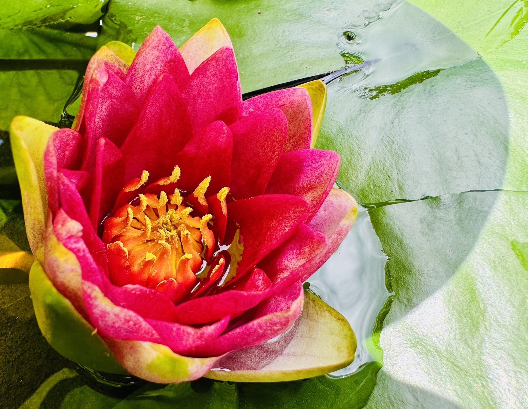 빨간 연꽃_9785.jpg