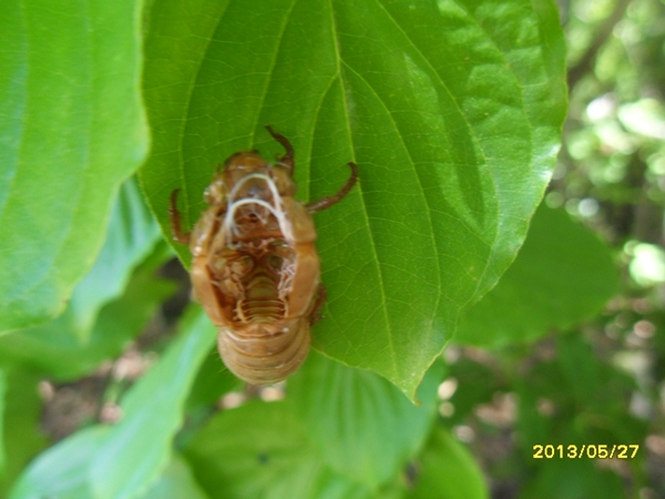 SDC16993.JPG : 울지않는 매미와 우는 매미, 그리고 국과수 매미