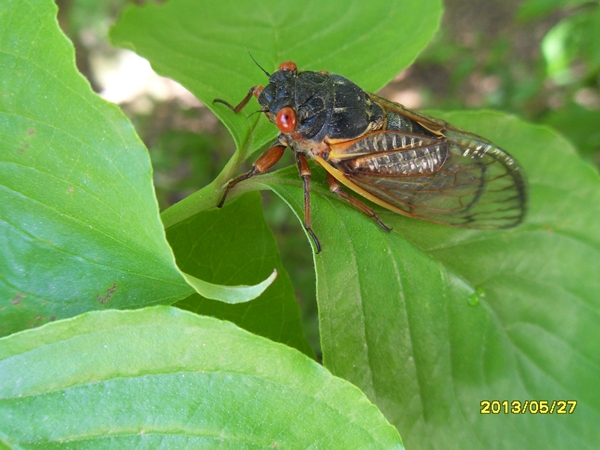 SDC16984.JPG : 울지않는 매미와 우는 매미, 그리고 국과수 매미