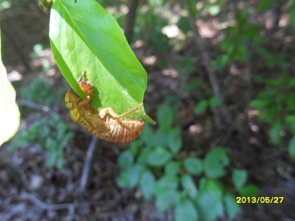 SDC16985.JPG : 울지않는 매미와 우는 매미, 그리고 국과수 매미