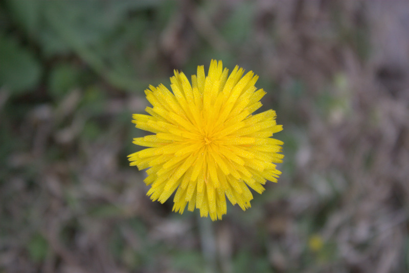 노란꽃.jpg : 산책중 만난 친구들 노란꽃.jpg : 산책중 만난 친구들