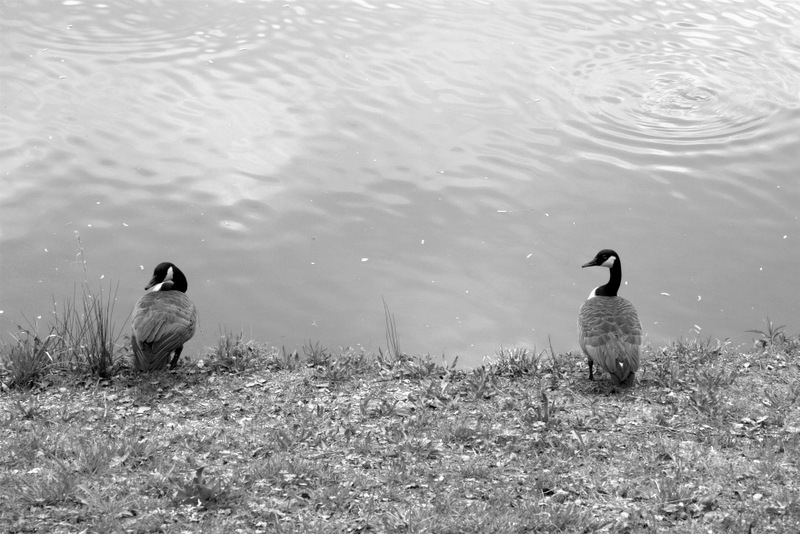 밀당.jpg : 산책중 만난 친구들 밀당.jpg : 산책중 만난 친구들