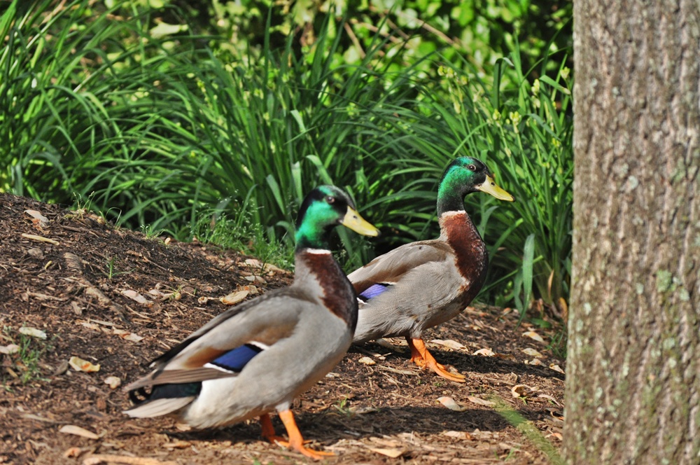 DSC_0431.JPG : 오리들??