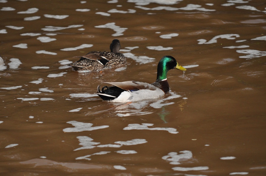 DSC_0435.JPG : 오리들??