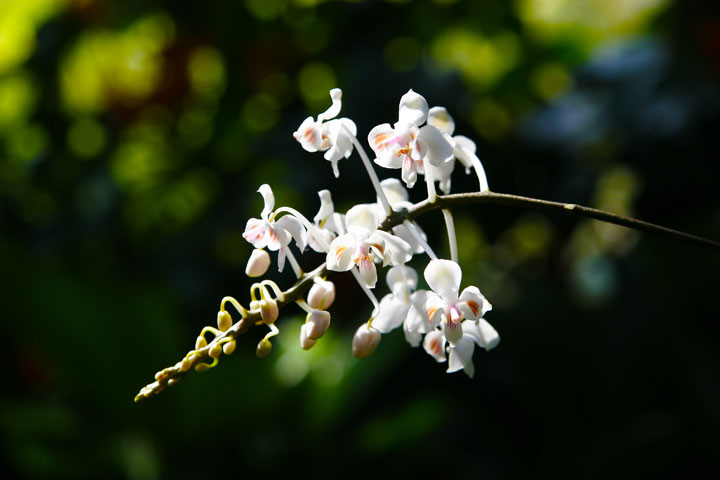 _MG_1524.jpg : 난초