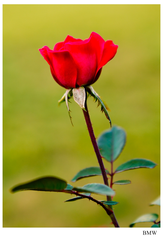 당신께 드립니다..jpg