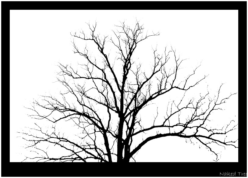 Naked Tree-1.jpg