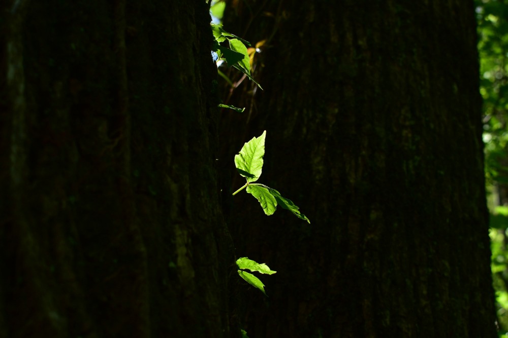 DSC_0011 - Edited.jpg