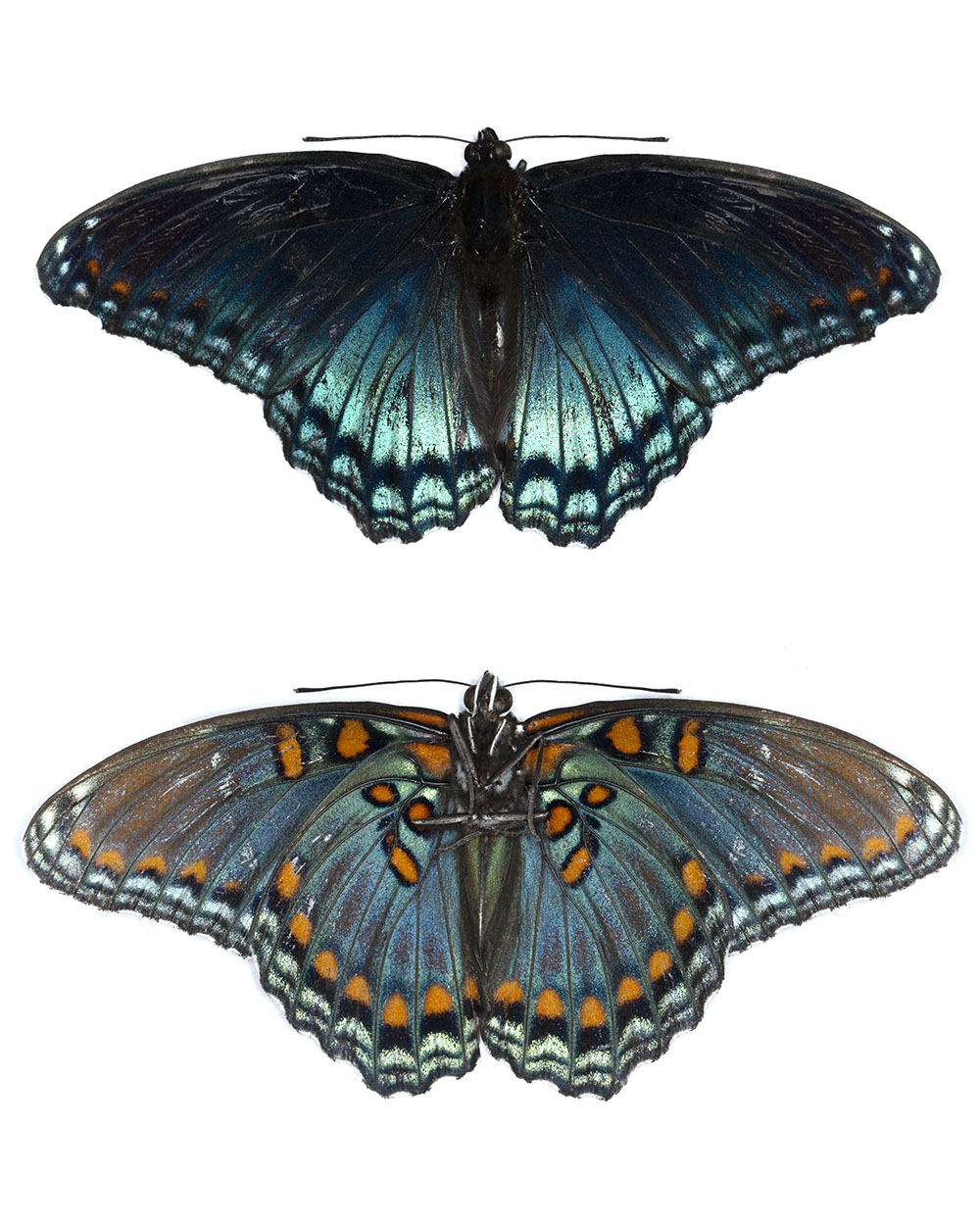 red-spotted purple.jpg