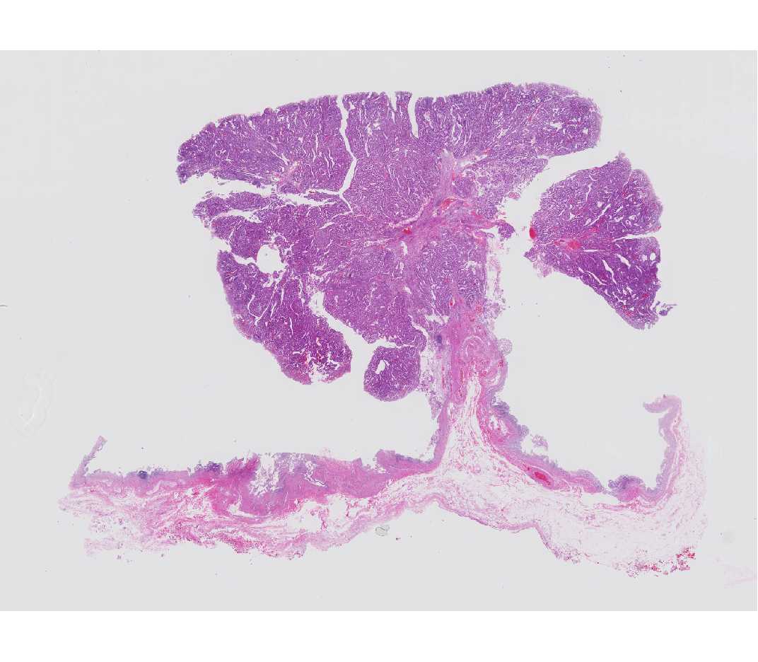 ICPN scan view (x40-2).jpg