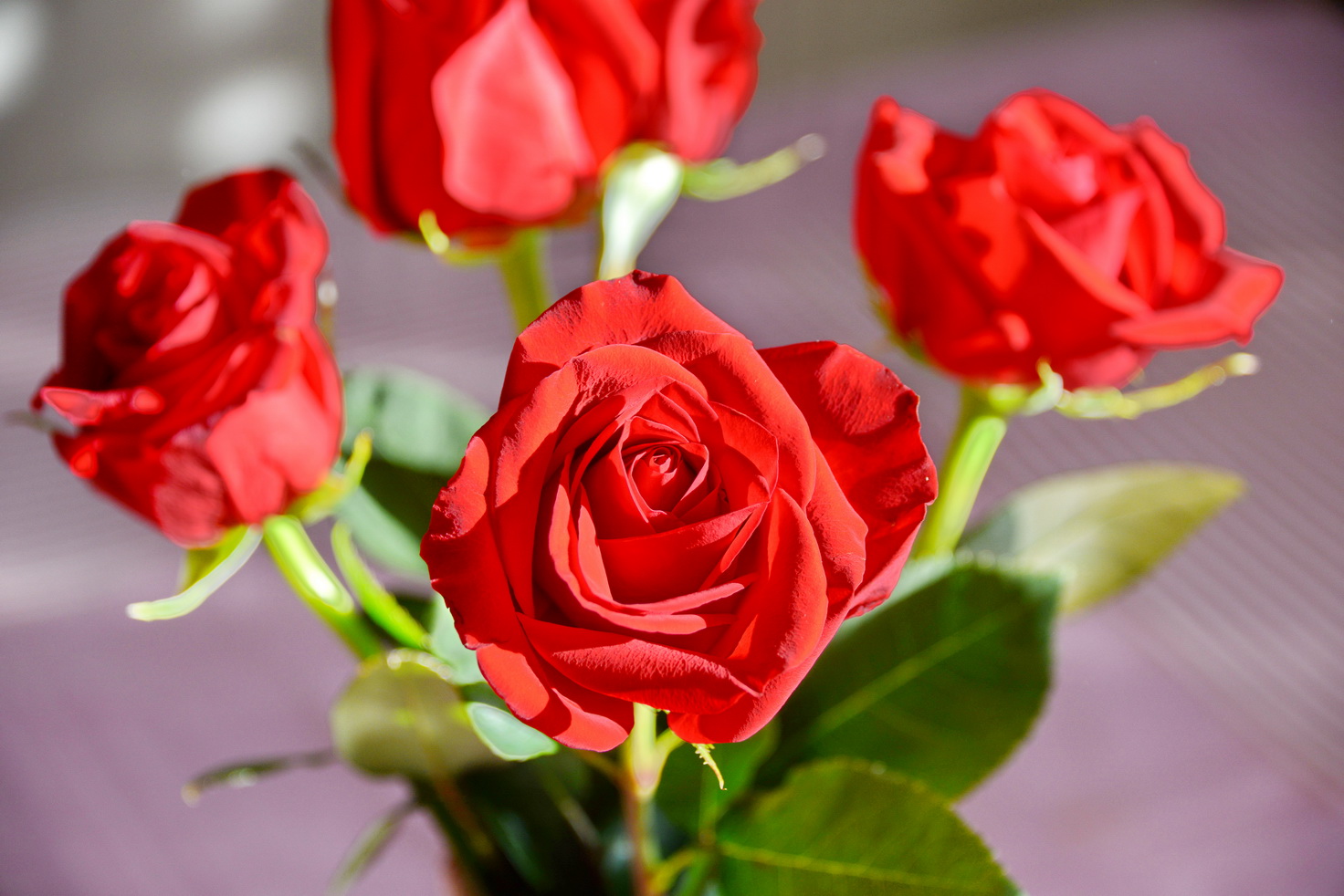 DSC_0990tr.jpg : 장미