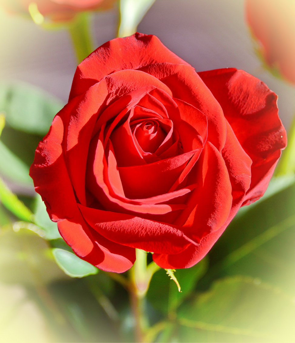 DSC_0990ttr.jpg : 장미