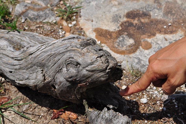 DSC_0047.JPG : 가르키는 손