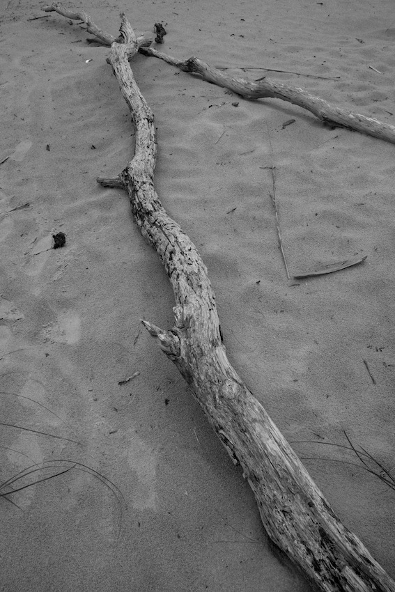 DSC00179.jpg : 사바나