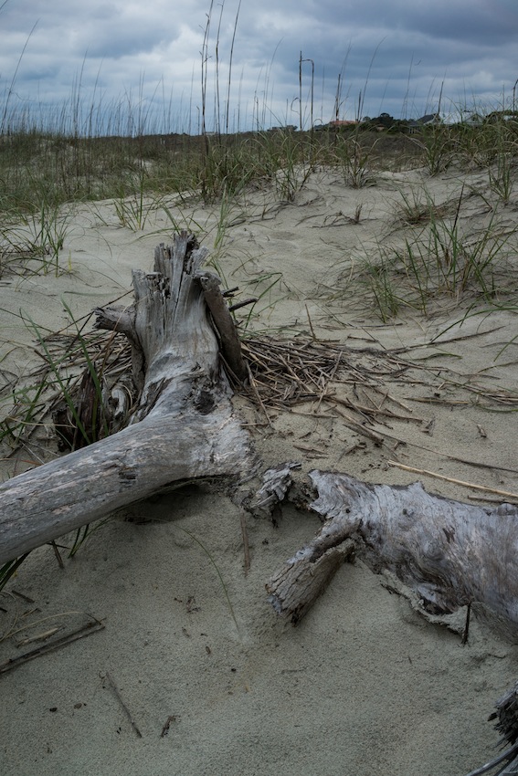 DSC00186.jpg : 사바나