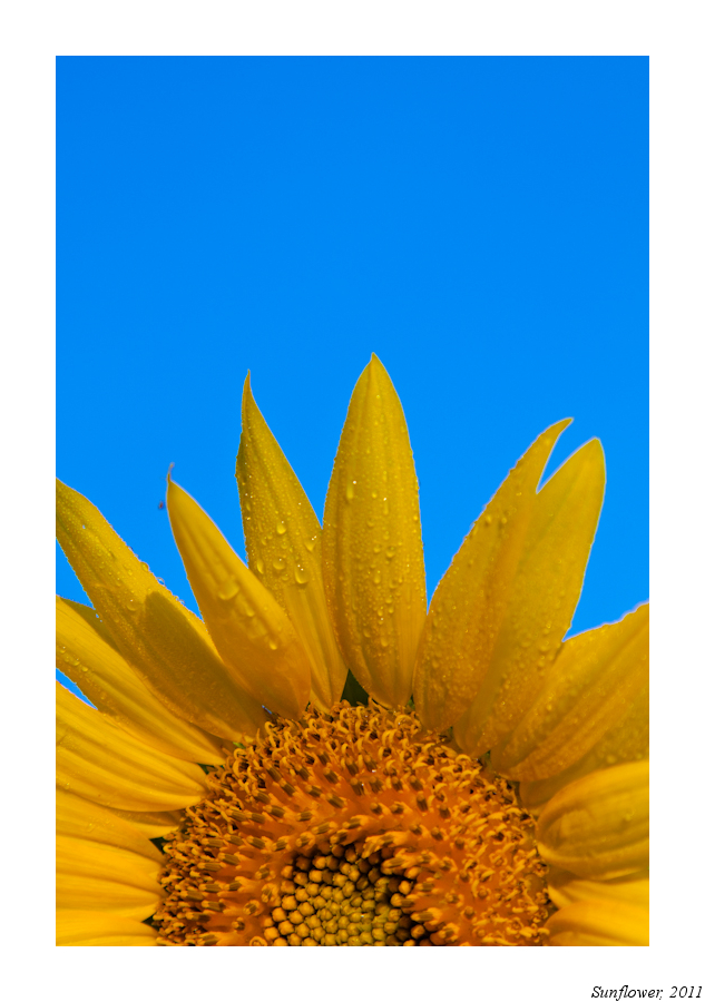 SunFlower-2.jpg