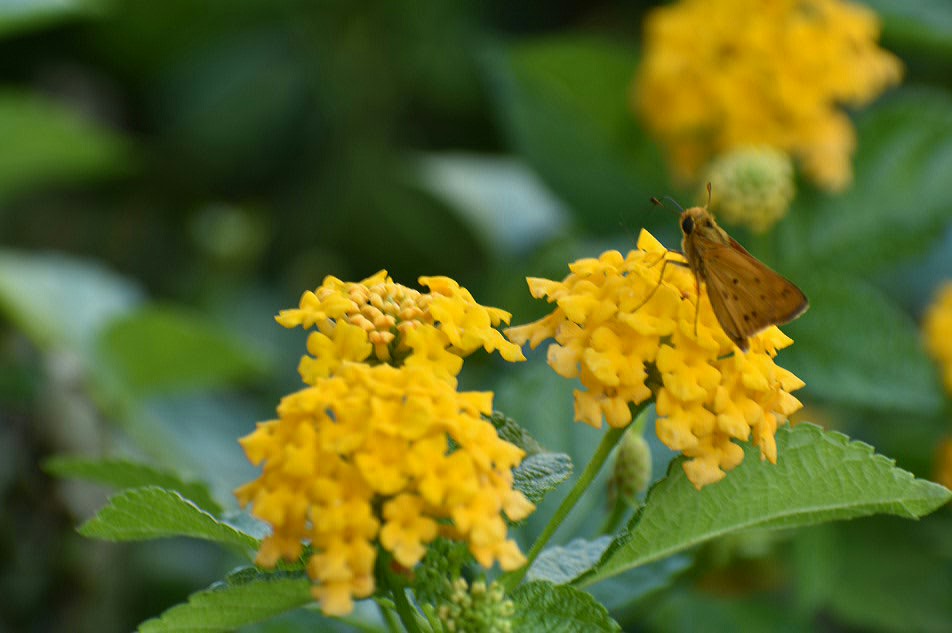 2017-06-27 19.54.19.jpg