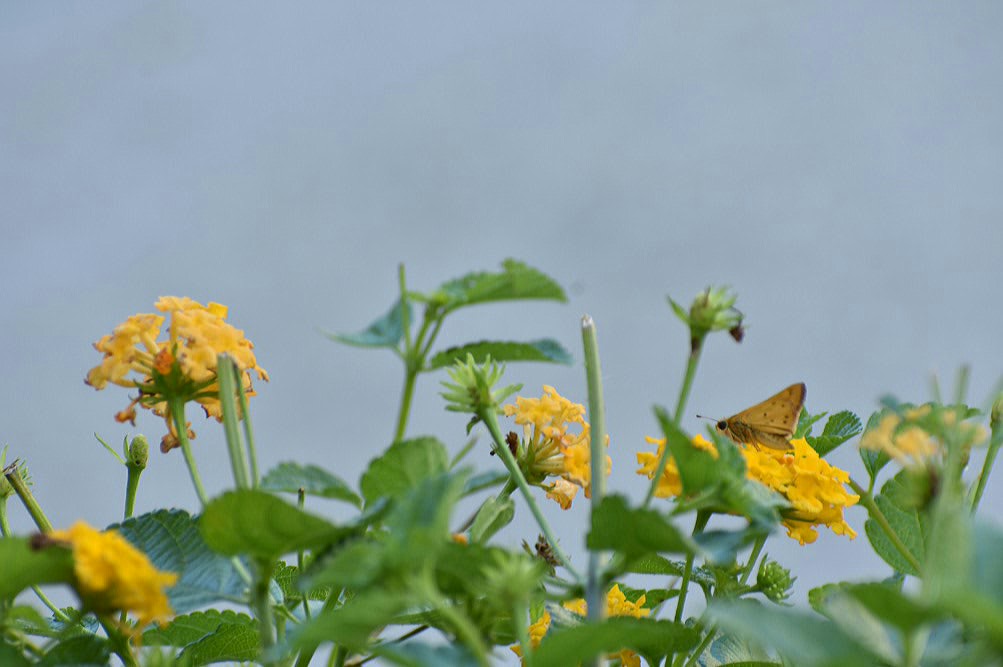 2017-06-27 19.55.40.jpg