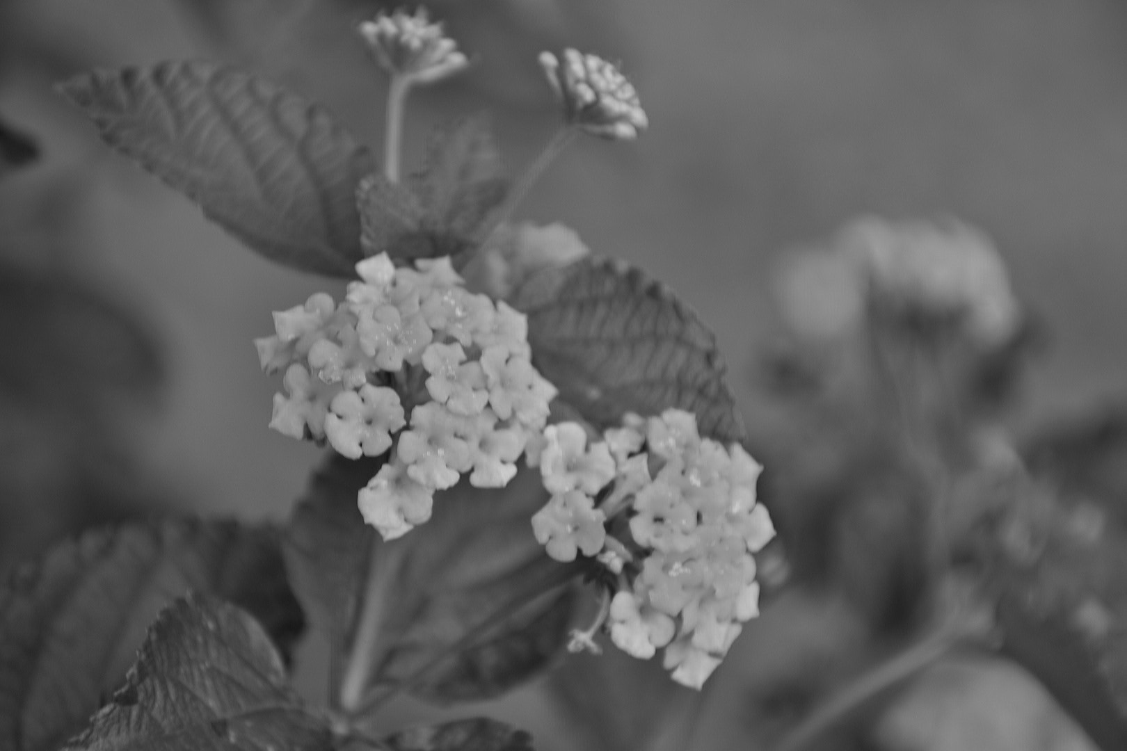 2017-06-27 20.01.12.jpg