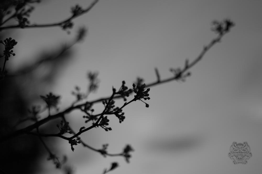 _MG_3712.jpg : 봄이 오는 저녁