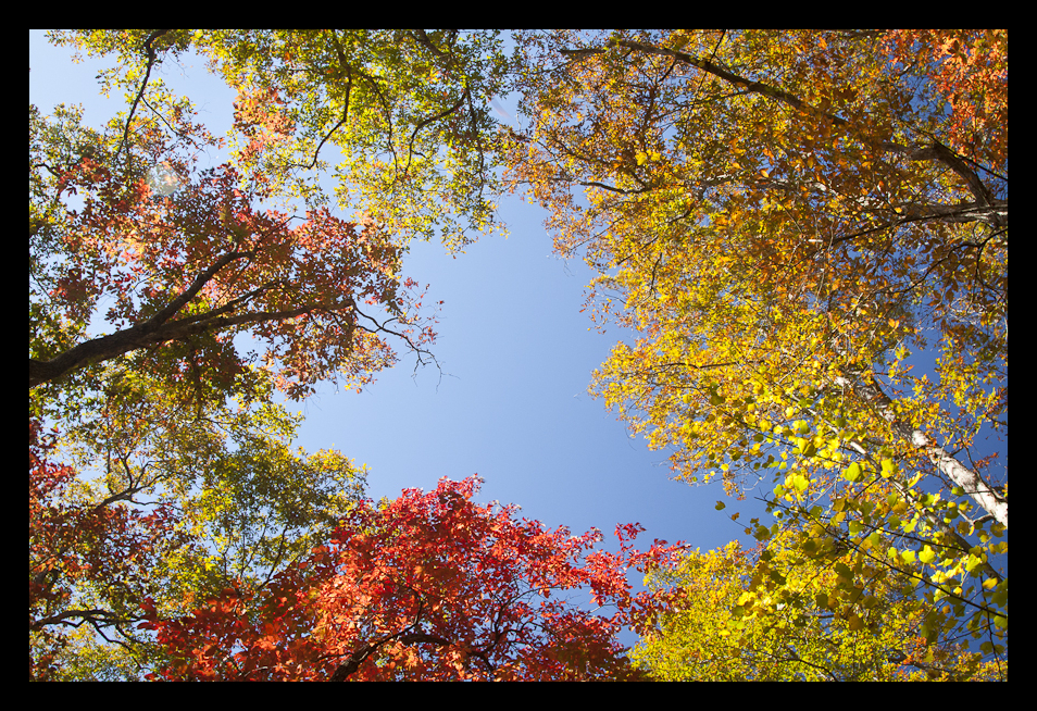 Fall_Color-1.jpg