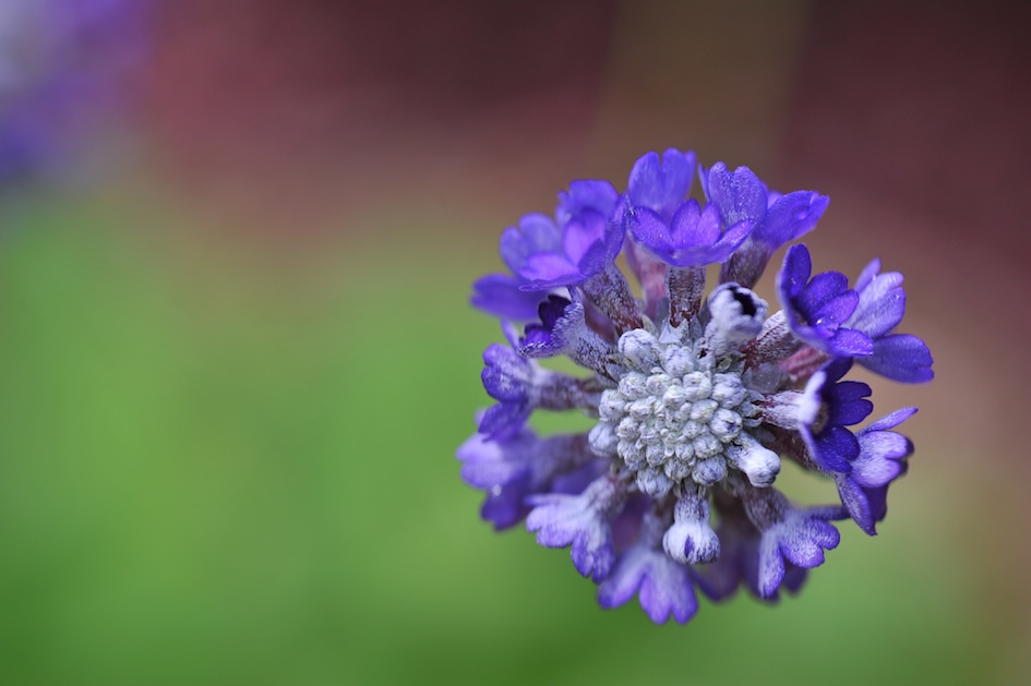 PMY_8212 복사본.jpg : 접사