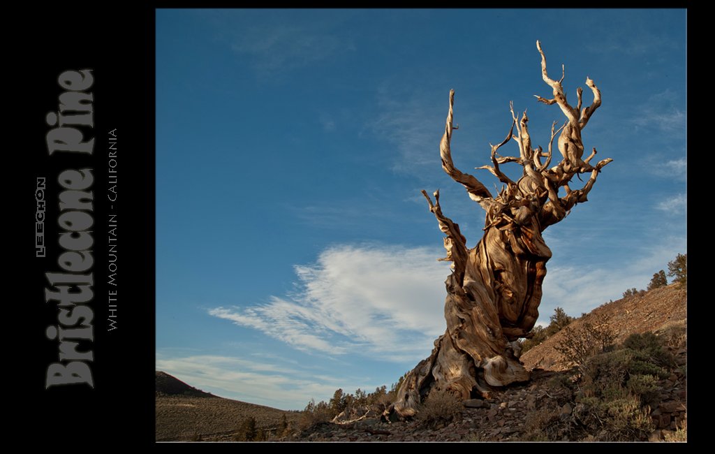 Bristlecone.jpg