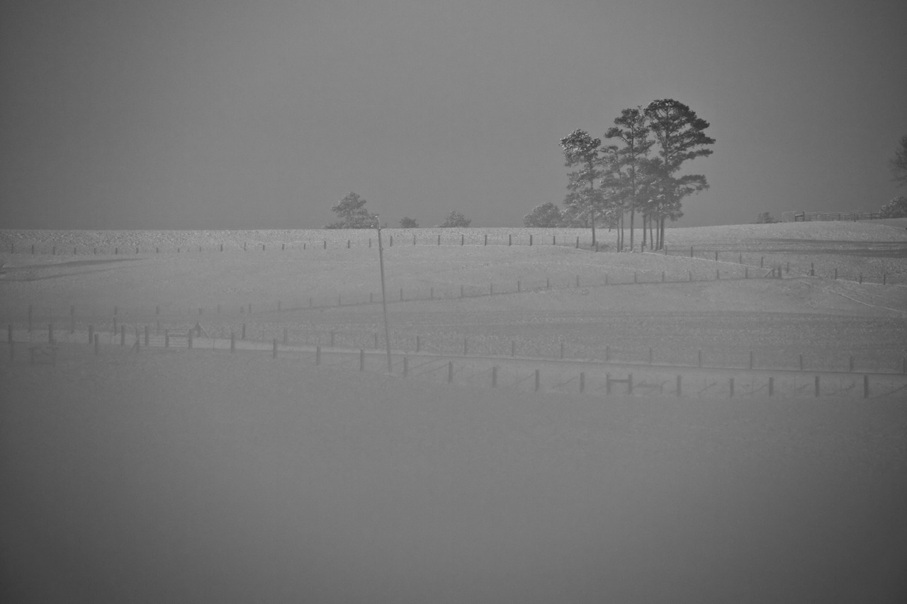 tree on snow field.jpg