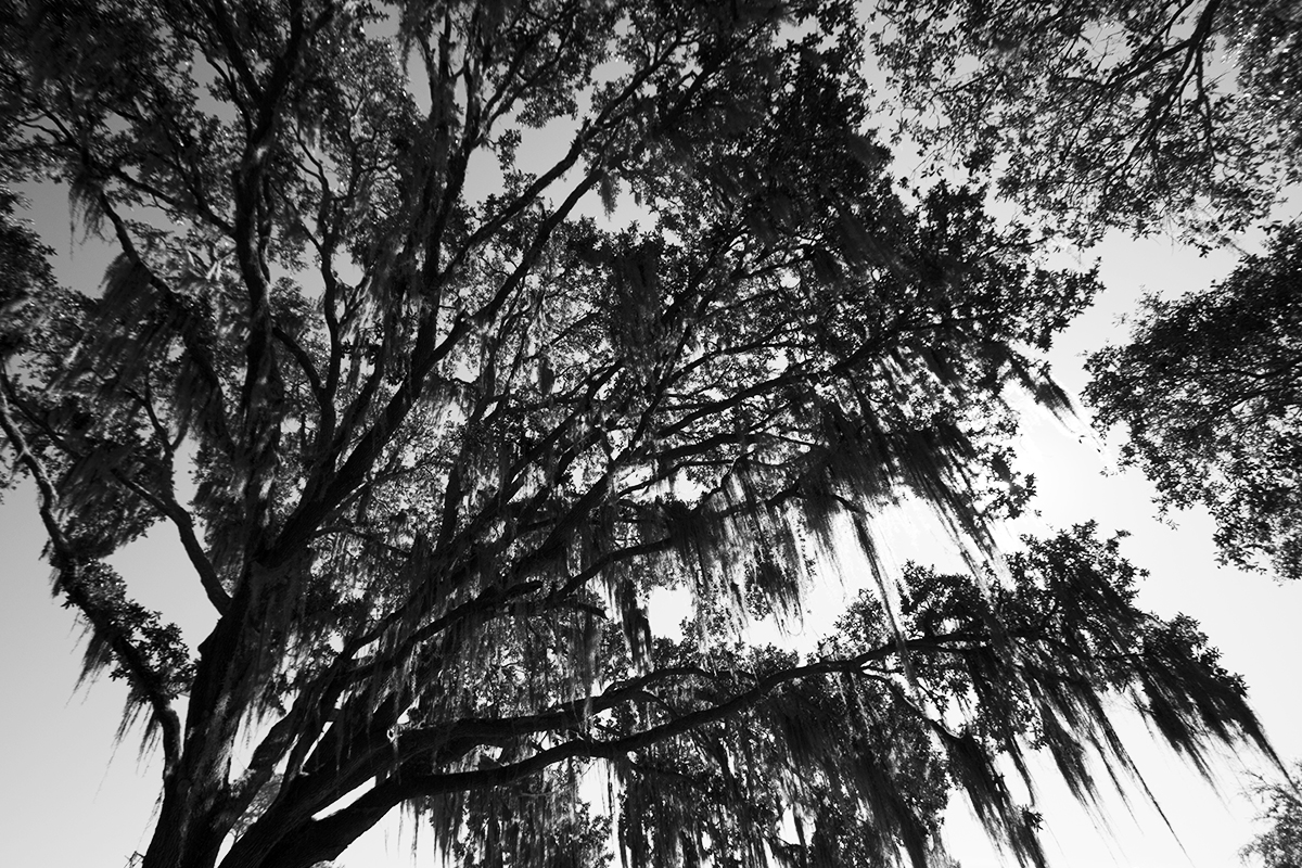 Southern Live Oak3.jpg