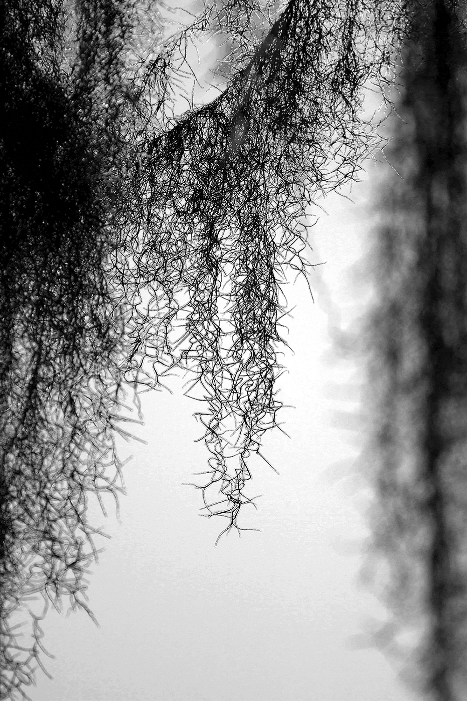 Southern Live Oak2.jpg