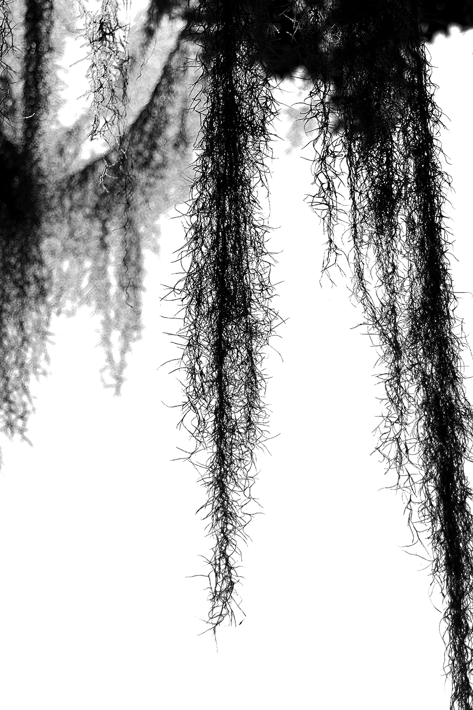 Southern Live Oak1.jpg