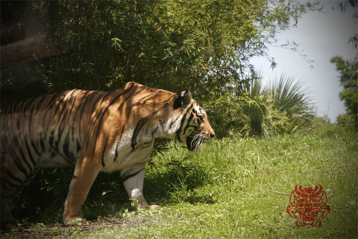 _MG_3151.jpg : Tiger