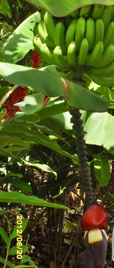 FRUIT2.JPG : 이름모를 과일