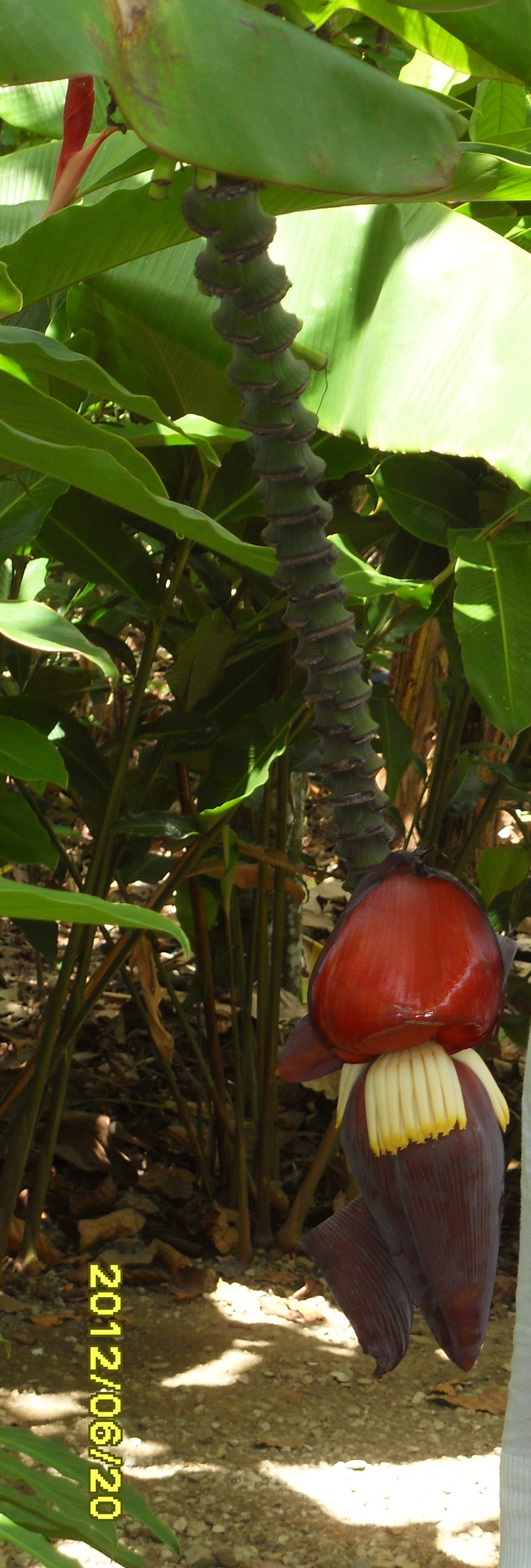 FRUIT1.JPG : 이름모를 과일