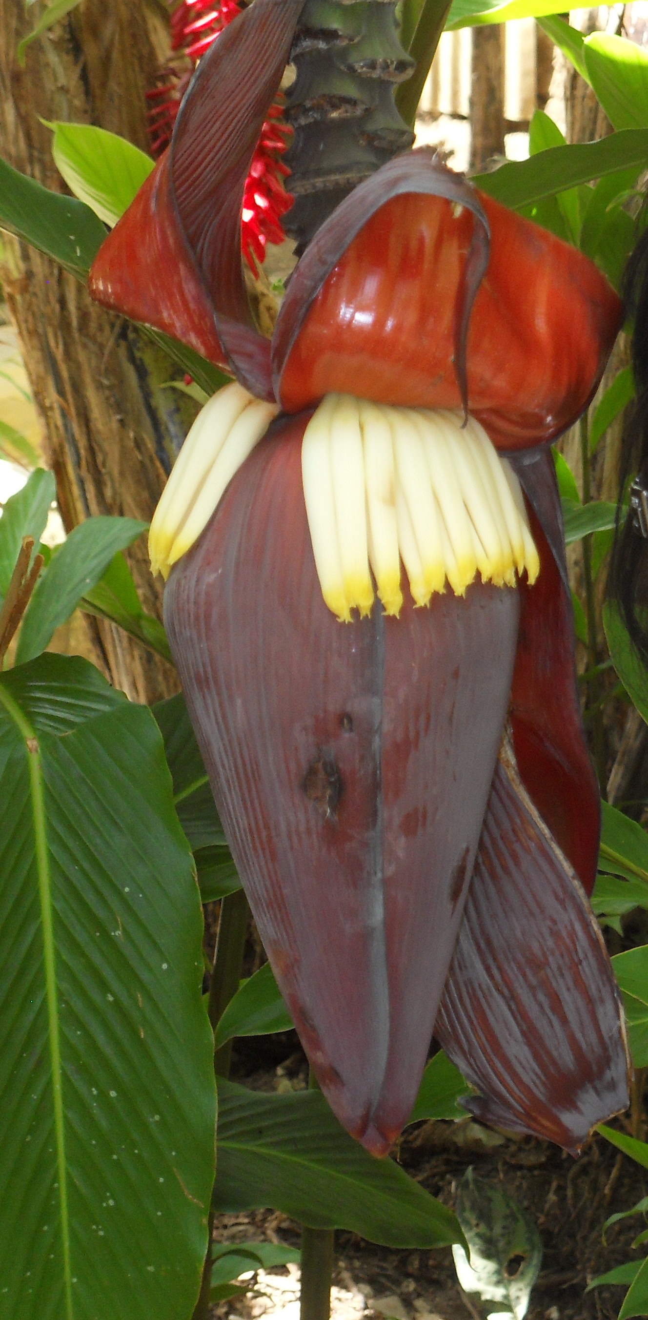 FRIT3.JPG : 이름모를 과일